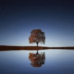 tree, lake, reflection